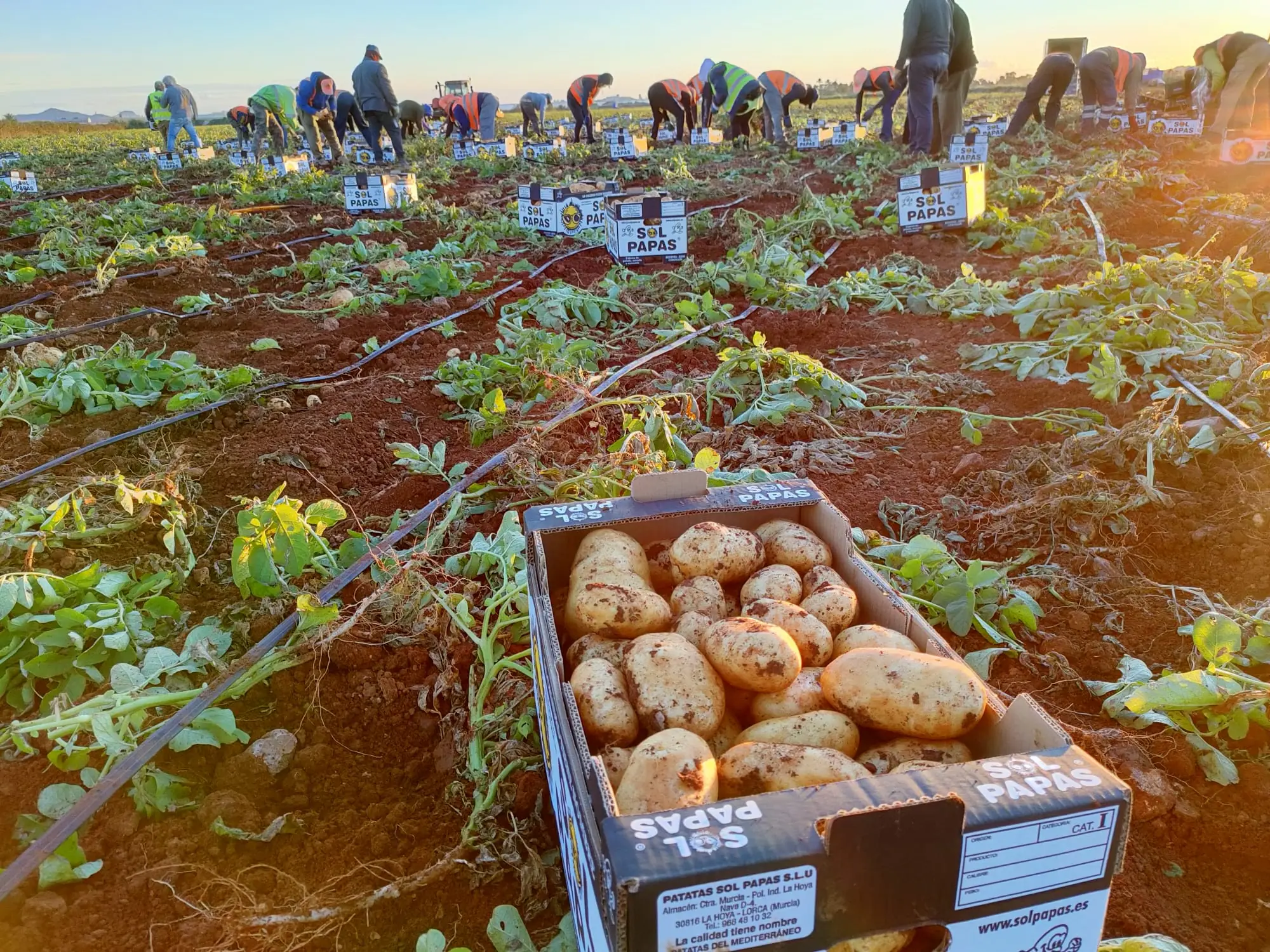 Cosecha de patata al amanecer con cajas de Sol Papas en el campo