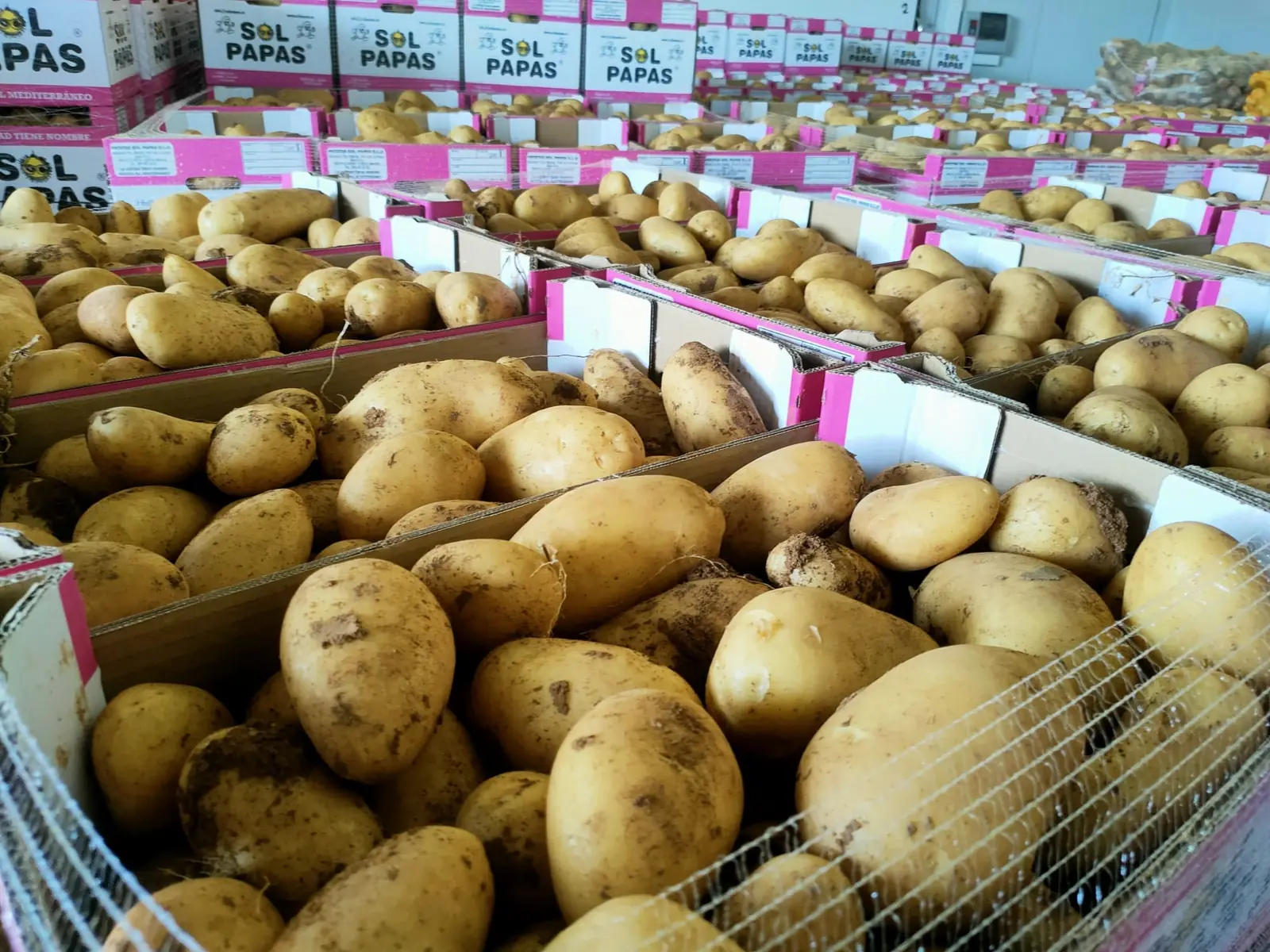 Patatas de calidad Extra en cajas