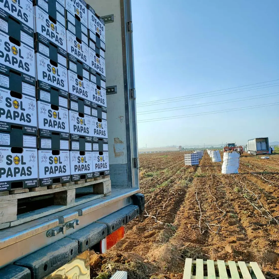 Palés de cajas Sol Papas cargando en el campo