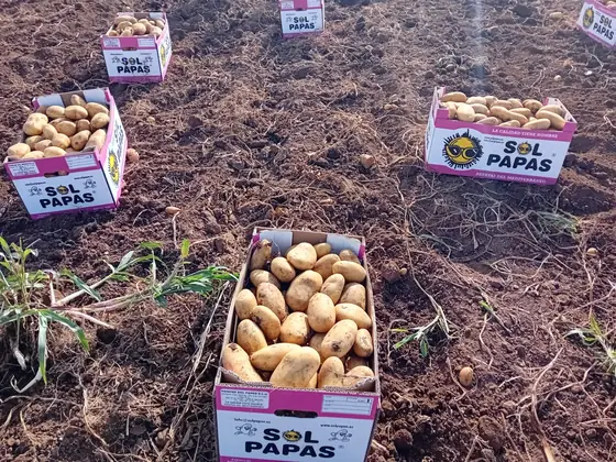 Cajas de Sol Papas repartidas por el campo