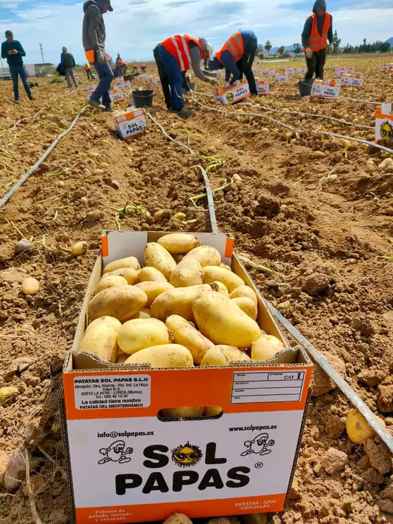 Caja llena de patata recién sacada, con la cuadrilla detrás
