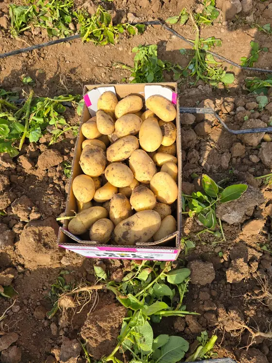 Caja de patata sobre la tierra