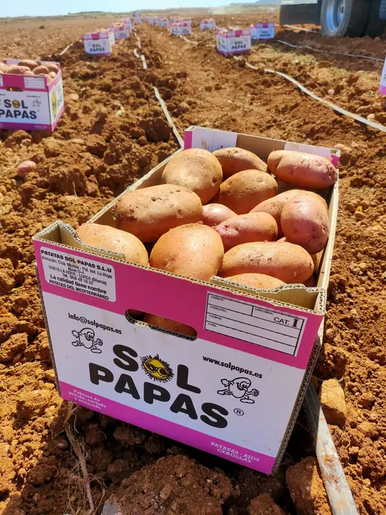 Caja rosa con patata roja en el surco