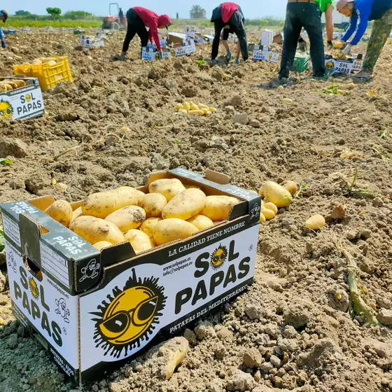 Caja Sol Papas con patata amarilla y la cuadrilla