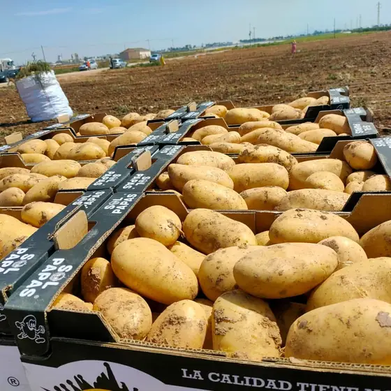Cajas negras de Sol Papas con patata en el campo