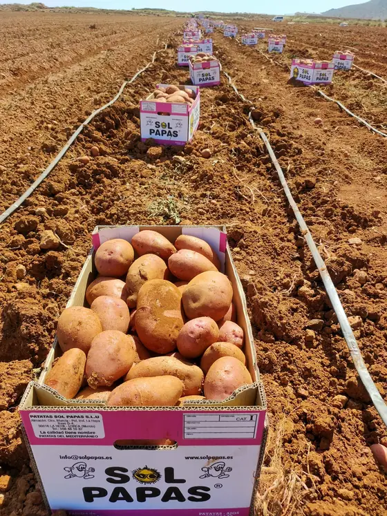 Caja de patata roja en el campo