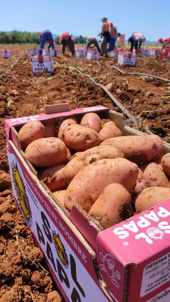 Caja rosa con patata roja