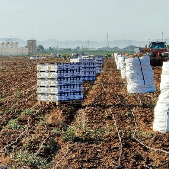 Palés de cajas Sol Papas y sacas en mitad del campo