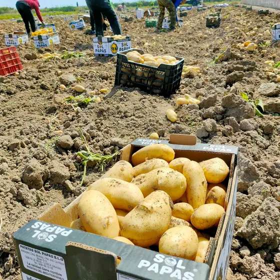 Caja de Sol Papas llena de patata amarilla