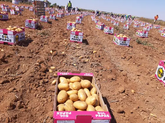Filas de cajas rosas durante la cosecha