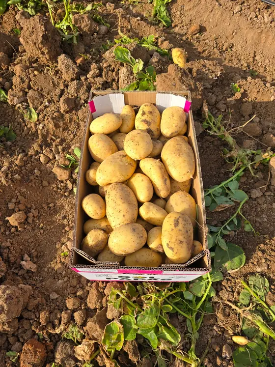 Caja de patata entre las matas