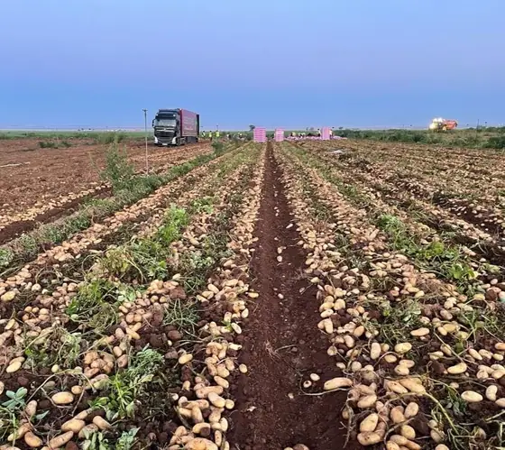 Camión al final de un surco de patatas