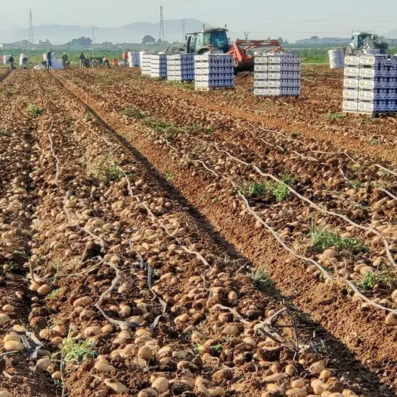 Surcos de patata con tractores y palés al fondo