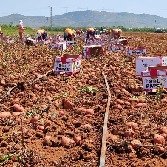 Cosecha de patata roja con la sierra al fondo