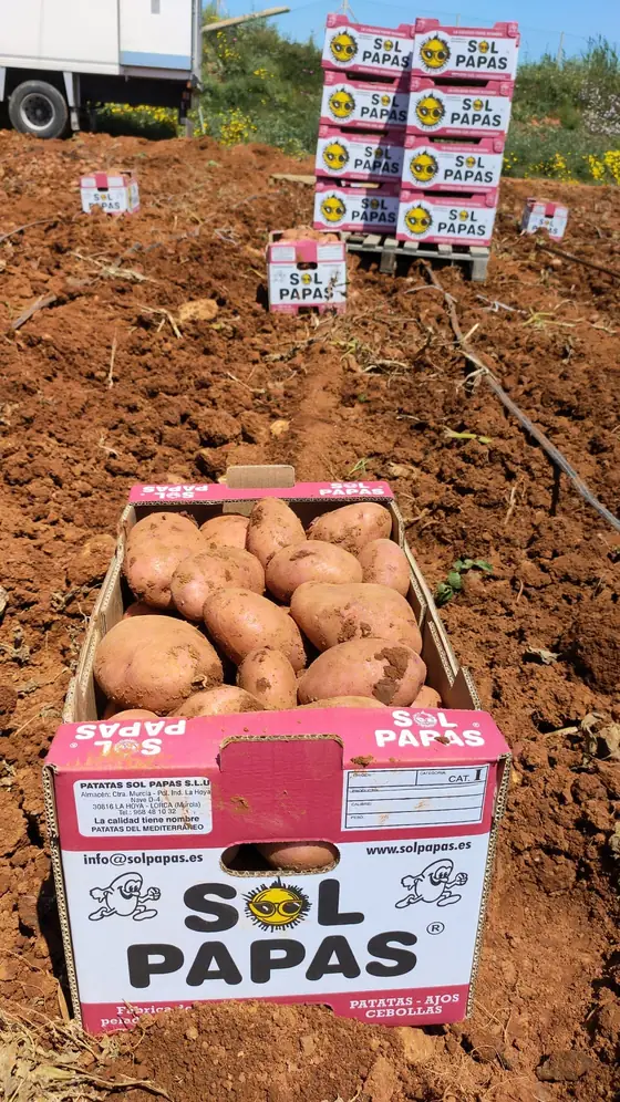 Caja de patata roja con palés al fondo