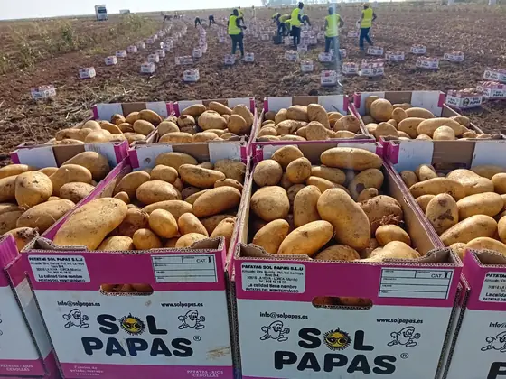 Cajas de Sol Papas llenas en fila en el campo