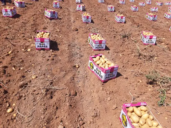 Cajas de patata repartidas por los surcos