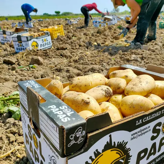 Caja de Sol Papas en primer plano y cuadrilla cosechando