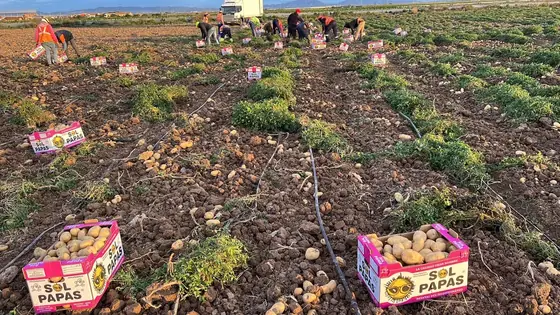 Cosecha con cajas rosas entre las matas