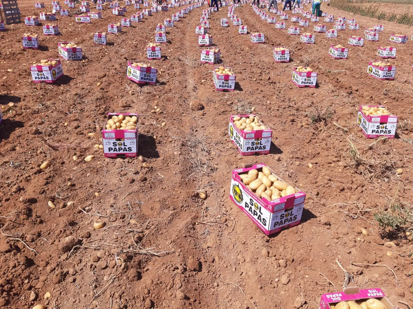 Hileras de cajas rosas de Sol Papas en el campo durante la cosecha