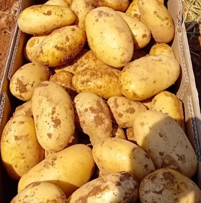 Patatas de calidad Extra de cerca, en su caja