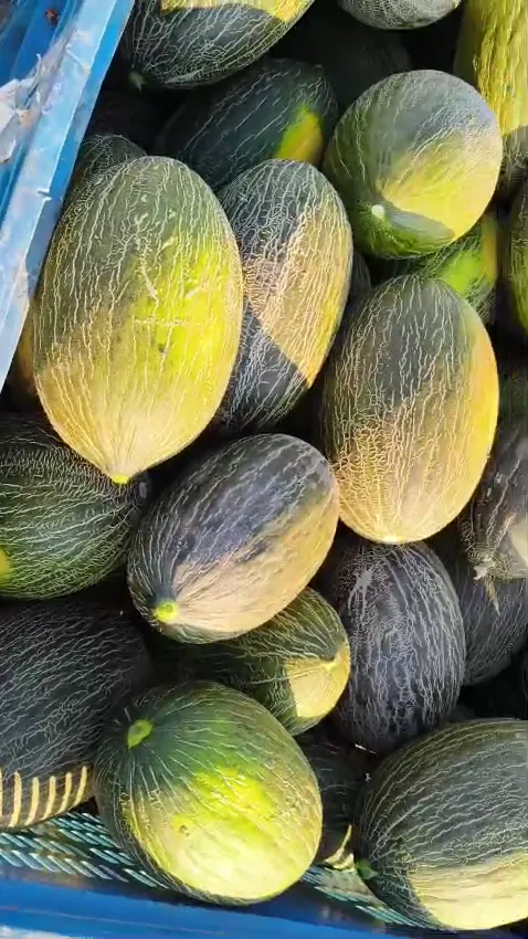 Melones de temporada en su cajón
