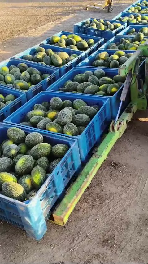 Filas de cajones azules llenos de melón