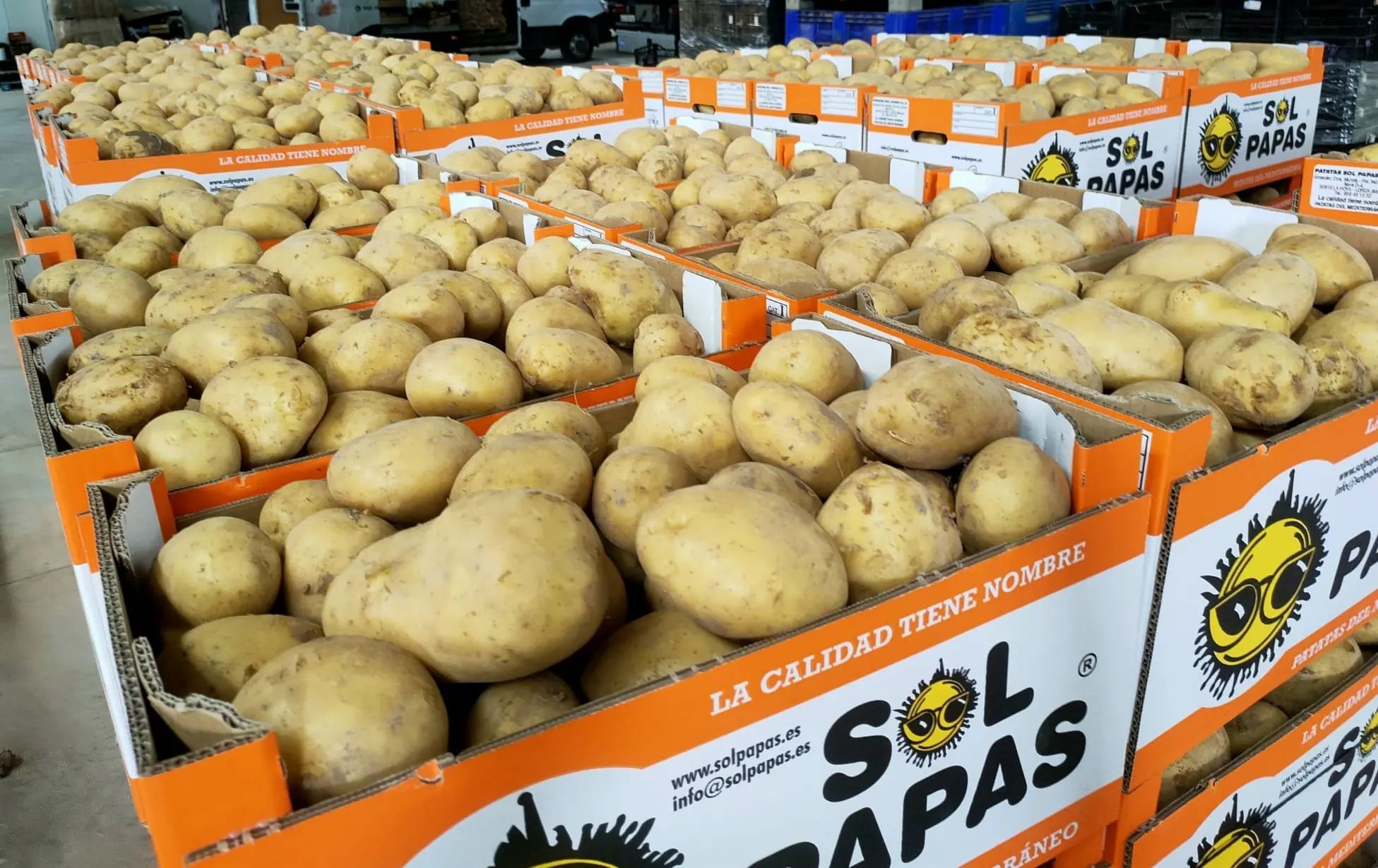 Cajas naranjas de Sol Papas llenas de patata en la nave