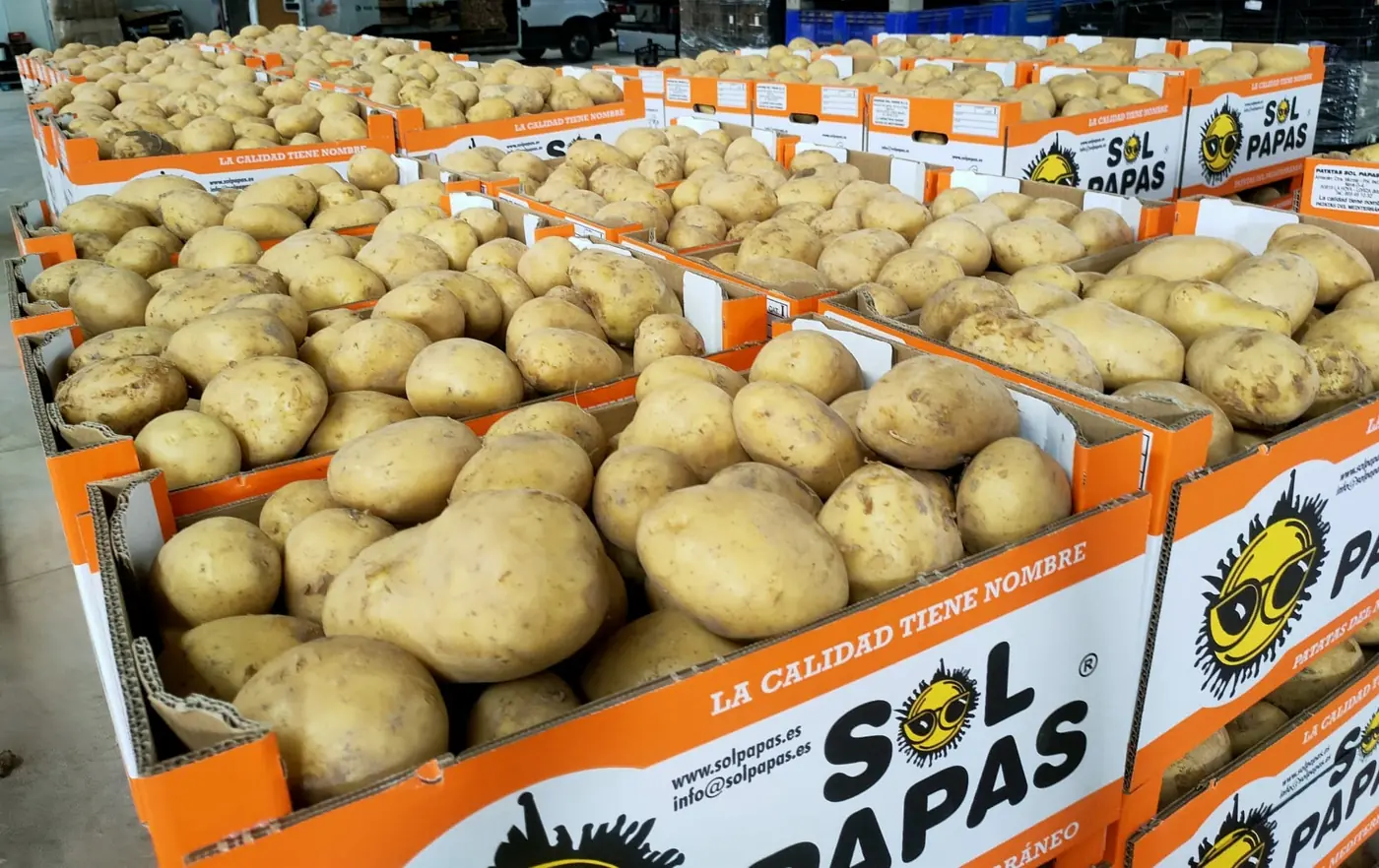 Cajas naranjas de Sol Papas llenas de patata en la nave